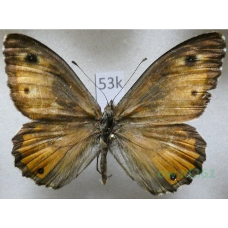 Hipparchia (Parahipparchia) aristaeus (Bonelli, 1826) male Italy, Sardynia53k